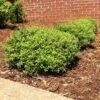Micron® Holly Shrub 2 Micron® Holly Shrub -Nature Grove Shop Micron Holly FGT 600x600 cc732743 8fd3 45e5 8acd 804a14afbbb0