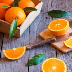 Midknight Valencia Orange 10 Midknight Valencia Orange -Nature Grove Shop MidKnight Orange 3 FGT