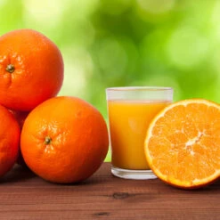 Midknight Valencia Orange 11 Midknight Valencia Orange -Nature Grove Shop MidKnight Valencia Orange 3