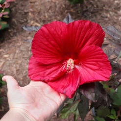 Midnight Marvel Hardy Hibiscus 10 Midnight Marvel Hardy Hibiscus -Nature Grove Shop Midnight Marvel Hibiscus 2