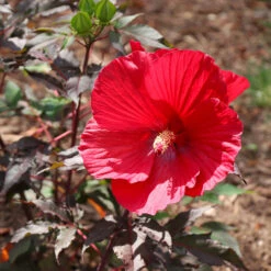 Midnight Marvel Hardy Hibiscus 11 Midnight Marvel Hardy Hibiscus -Nature Grove Shop Midnight Marvel Hibiscus 6