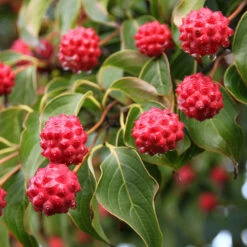 Milky Way Chinese Dogwood Tree -Nature Grove Shop Milky Way Select 1