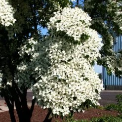 Milky Way Chinese Dogwood Tree -Nature Grove Shop Milky Way Select 3