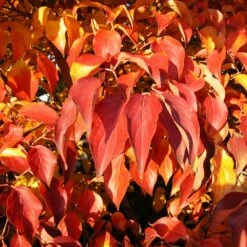 Milky Way Chinese Dogwood Tree -Nature Grove Shop Milky Way Select 4