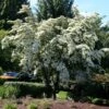 Milky Way Chinese Dogwood Tree 2 Milky Way Chinese Dogwood Tree -Nature Grove Shop Milky Way Select 600x600 a2964b34 a1f1 43e5 b72b 5e33597c3e78