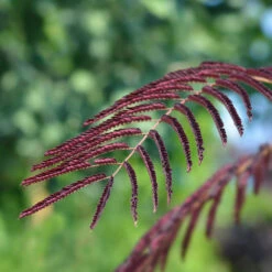 Chocolate Fountain™ Weeping Mimosa 7 Chocolate Fountain™ Weeping Mimosa -Nature Grove Shop Mimosa Chocolate Weeping 2