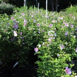 Minerva Rose Of Sharon Althea Shrub -Nature Grove Shop Minerva Rose of Sharon 1