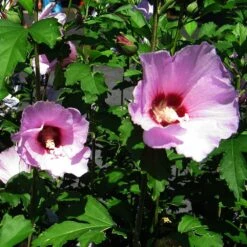Minerva Rose Of Sharon Althea Shrub -Nature Grove Shop Minerva Rose of Sharon 2