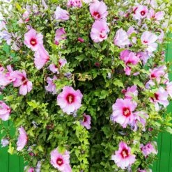 Minerva Rose Of Sharon Althea Shrub