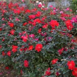 Miracle On The Hudson™ Rose 11 Miracle On The Hudson™ Rose -Nature Grove Shop Miracle on the Hudson 4 FGT