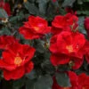 Miracle On The Hudson™ Rose -Nature Grove Shop Miracle on the Hudson FGT 600x600 045f2a5f dd85 44c7 9ded f80d62183f82