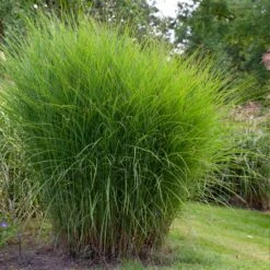 Miscanthus Gracillimus (Maiden Grass) -Nature Grove Shop Miscanthus Gracillimus Maiden Grass 1