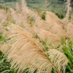 Miscanthus Gracillimus (Maiden Grass) -Nature Grove Shop Miscanthus Gracillimus Maiden Grass 2 FGT