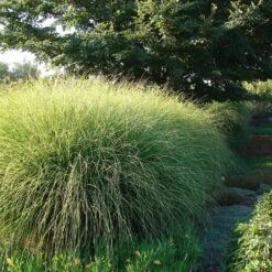 Miscanthus Gracillimus (Maiden Grass) -Nature Grove Shop Miscanthus Gracillimus Maiden Grass 6
