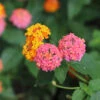 Miss Huff Lantana 1 Miss Huff Lantana -Nature Grove Shop Miss huff Lantana FGT 600x600 8587fb7a b50e 47fd 8ed6 09812e04de18