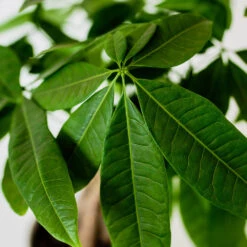 Money Tree In White Pot -Nature Grove Shop Money Tree Green Circle LIV Pottery Pot 3