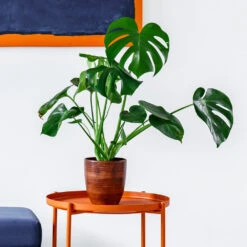 Monstera Deliciosa And Fiddle Leaf Fig Combo 8 Monstera Deliciosa And Fiddle Leaf Fig Combo -Nature Grove Shop Monstera delisiosa 1 BB