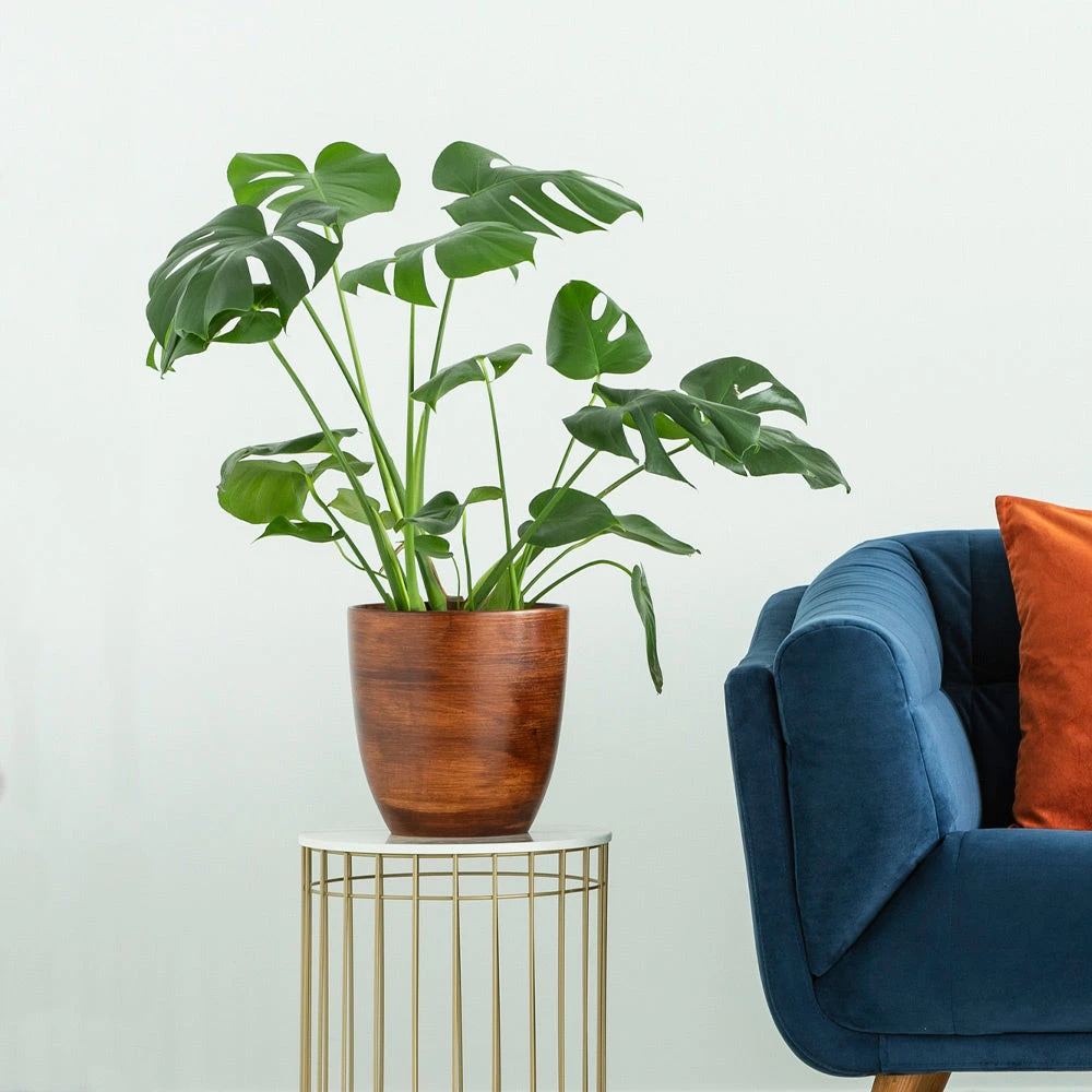 Boho House Plant Kit 8 Boho House Plant Kit - Image 6