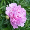 Mr. Ed Peony -Nature Grove Shop Mr Ed peony FGT 600x600 670ab48d 1e94 4fe5 83e1 72e55bfa4487