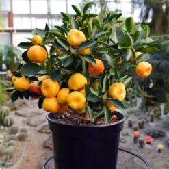 Nules Clementine Bush 7 Nules Clementine Bush -Nature Grove Shop Mules clementine bush 1