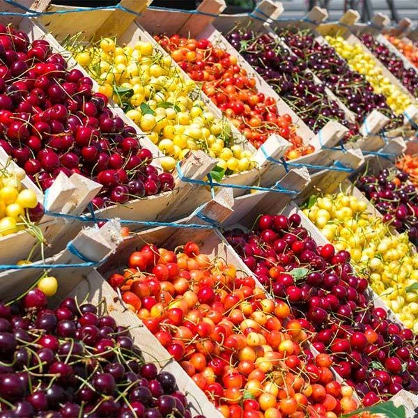 3-in-1 Cherry Tree 3 3-in-1 Cherry Tree