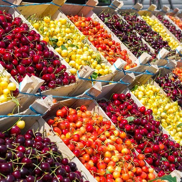 4-in-1 Cherry Tree 3 4-in-1 Cherry Tree