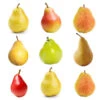 4-in-1 Pear Tree -Nature Grove Shop Multifruit Pear 600x600 effb9abc 71f5 4109 90d7 c95a99fb3650