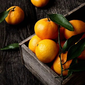 Murcott Honey Mandarin Tree 3 Murcott Honey Mandarin Tree