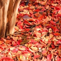 Muskogee Crape Myrtle Tree 15 Muskogee Crape Myrtle Tree -Nature Grove Shop Muskogee Crape Myrtle 6