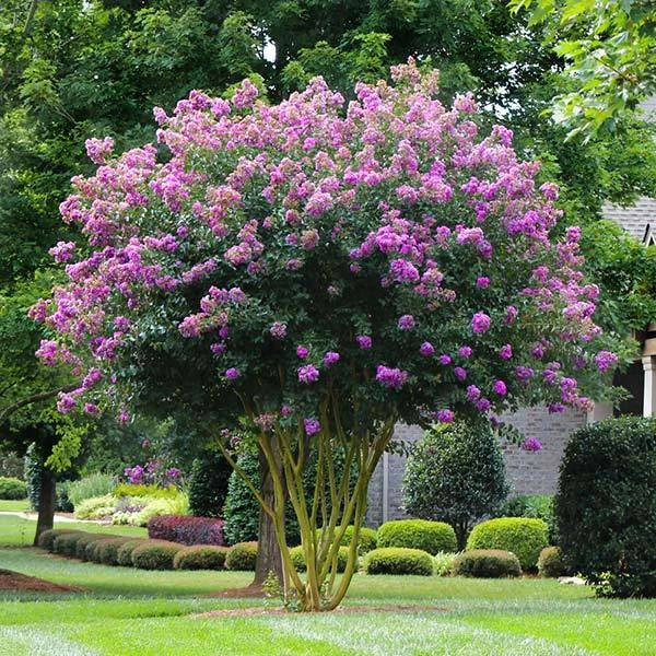 Muskogee Crape Myrtle Tree 3 Muskogee Crape Myrtle Tree