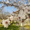 NE Plus Almond Tree -Nature Grove Shop NE Plus Almond 2
