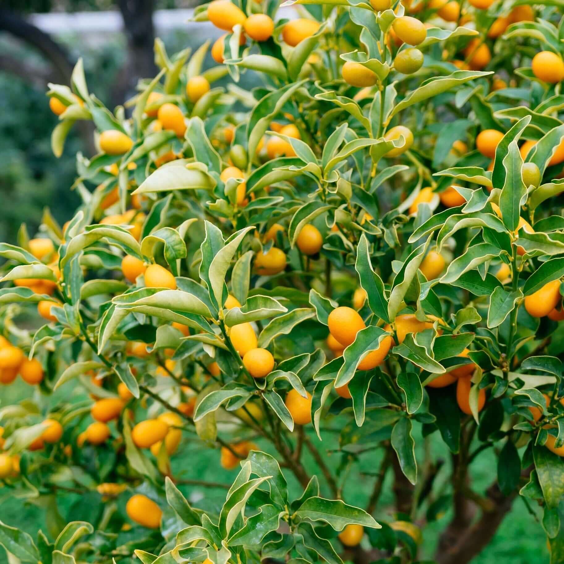Nature Grove Shop -Nature Grove Shop Nagami kumquat tree 3