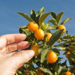 Nagami Kumquat Tree -Nature Grove Shop Nagami Kumquat 1 FGT 53154ba8 d115 4c13 bdd7 2e152c12e263