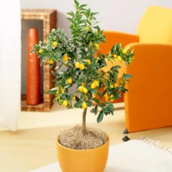 Nature Grove Shop -Nature Grove Shop Nagami Kumquat 6 FGT