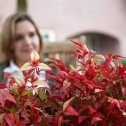 Fire Power Nandina Shrub -Nature Grove Shop Nandina Firepower 1