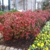 Fire Power Nandina Shrub 2 Fire Power Nandina Shrub -Nature Grove Shop Nandina Firepower FGT 600x600 1cb8a9da 1064 4337 8dde 369891757fd3