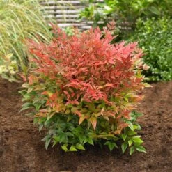 Obsession™ Nandina Shrub -Nature Grove Shop Nandina Obsession 2
