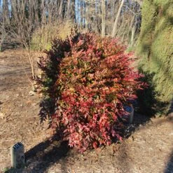 Obsession™ Nandina Shrub -Nature Grove Shop Nandina Obsession 3