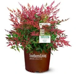 Obsession™ Nandina Shrub -Nature Grove Shop Nandina Obsession 4