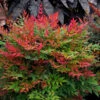Obsession™ Nandina Shrub 2 Obsession™ Nandina Shrub -Nature Grove Shop Nandina Obsession 600x600 c45e77d2 7610 49fc ba9e 49d5ba4811ac