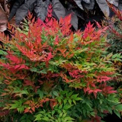 New Products -Nature Grove Shop Nandina Obsession 6 FGT