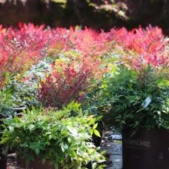 Obsession™ Nandina Shrub -Nature Grove Shop Nandina Obsession 7 FGT