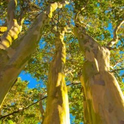 Natchez Crape Myrtle Tree -Nature Grove Shop Natchez Crape Myrtle