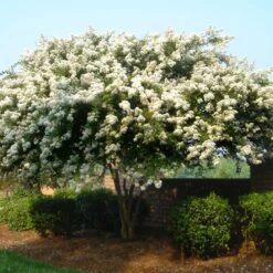 Natchez Crape Myrtle Tree -Nature Grove Shop Natchez Crape Myrtle 1 FGT