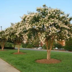 Natchez Crape Myrtle Tree -Nature Grove Shop Natchez Crape Myrtle 8 FGT