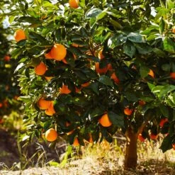 New Products -Nature Grove Shop Navel Orange 1 FGT