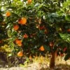 Navel Orange Tree 2 Navel Orange Tree -Nature Grove Shop Navel Orange FGT 600x600 e54e6fb3 408c 41b0 9586 88b8270eff9a