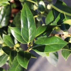 Needlepoint Holly 9 Needlepoint Holly -Nature Grove Shop Needlepoint Holly 3