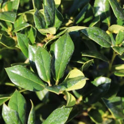 Needlepoint Holly 10 Needlepoint Holly -Nature Grove Shop Needlepoint Holly 4