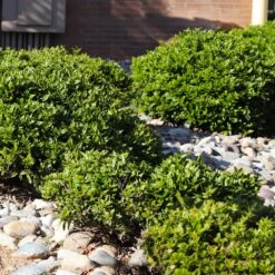 Needlepoint Holly 11 Needlepoint Holly -Nature Grove Shop Needlepoint Holly 5